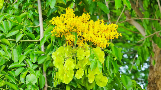 花朵在夏季盛开的黄色花朵视频