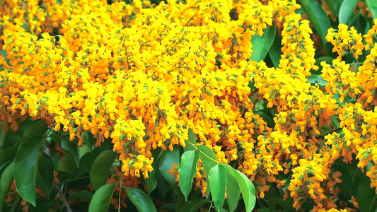 花朵在花园中开花的黄色花朵在花园里盛放视频