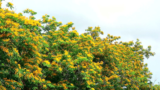 夏天在花园里开花的黄色花朵在花园里视频