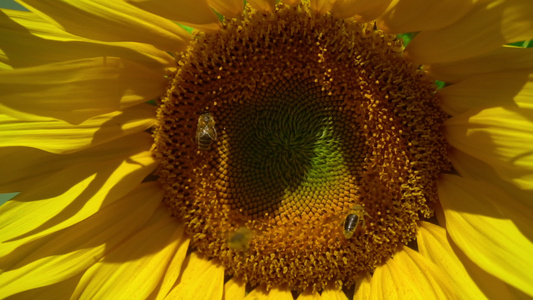 三只蜜蜂在向日葵上视频