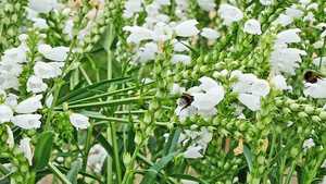 花朵中小蜜蜂慢动22秒视频