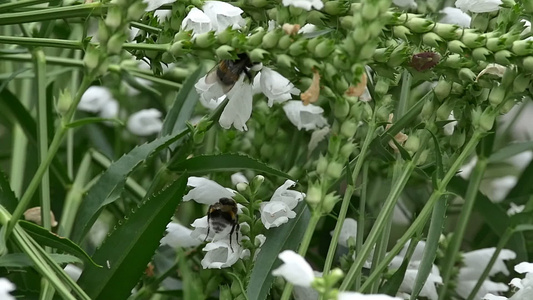 花朵中小蜜蜂慢动视频