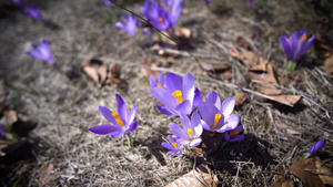 春天的黄蜜蜂在紫花椰子山红花上6秒视频