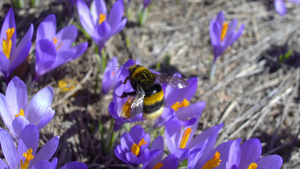 野生春花篮上的小蜜蜂13秒视频