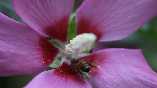 蜜蜂授粉粉红色的花视频