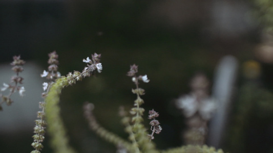 蜜蜂在野生开花植物附近飞行视频