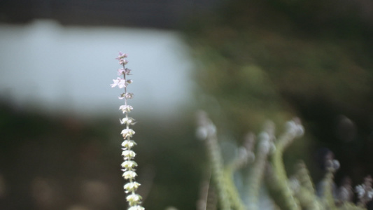 软焦点在野生植物上的蜜蜂视频