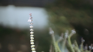 在野生植物上的蜜蜂30秒视频