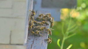 蜂巢中的蜜蜂群25秒视频