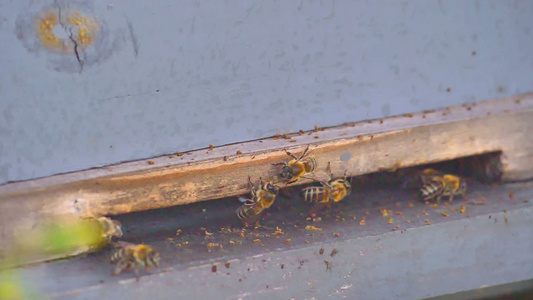 蜂巢中的蜜蜂群视频