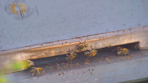 蜂巢中的蜜蜂群26秒视频