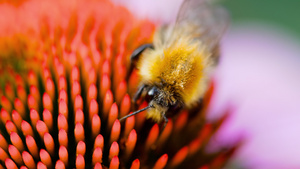 花朵上的大黄蜂15秒视频