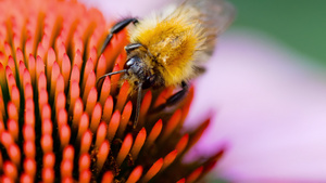 花朵上的大黄蜂11秒视频