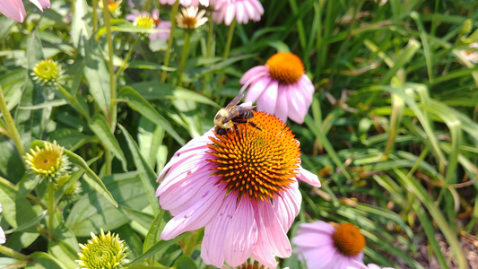 大蜜蜂收集花粉在花朵上视频