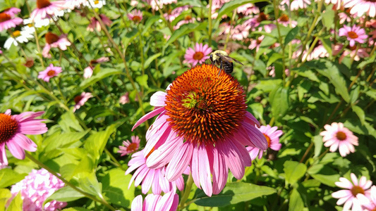 大蜜蜂在花上收集花粉然后飞走视频