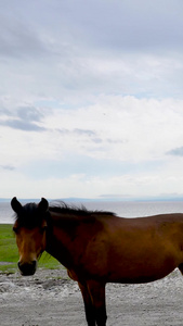 蒙古实拍马群湖畔行走合集视频