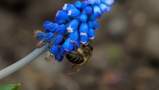穆斯卡里花上的蜜蜂视频