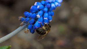 穆斯卡里花上的蜜蜂11秒视频