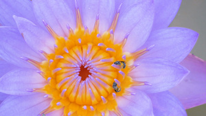 两只小蜜蜂在运河上攀登紫莲花粉9秒视频