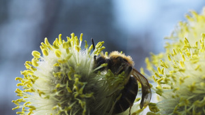 蜜蜂在猫柳的花朵上16秒视频