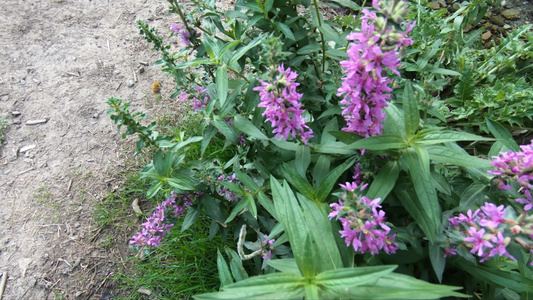 紫花上大红蜜蜂视频