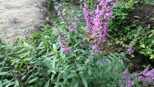 紫花上大红蜜蜂视频