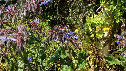 春天用鲜花泡蜜蜂视频