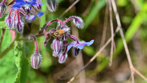 春天用鲜花泡蜜蜂13秒视频