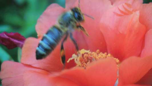 收集蜜蜂花粉视频