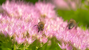 蜜蜂从牛奶草中收集花粉15秒视频