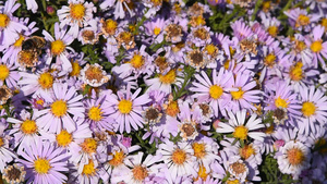 蜜蜂在花丛中11秒视频