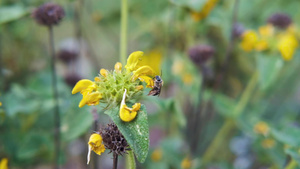 在阳光明媚的春天收集花蜜花粉的花朵上紧贴一只蜜蜂40秒视频