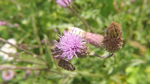蜜蜂在花上32秒视频