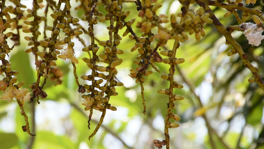 花籽和蜜蜂花粉视频