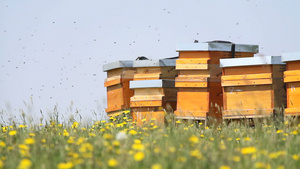 在春草地的蜂巢12秒视频