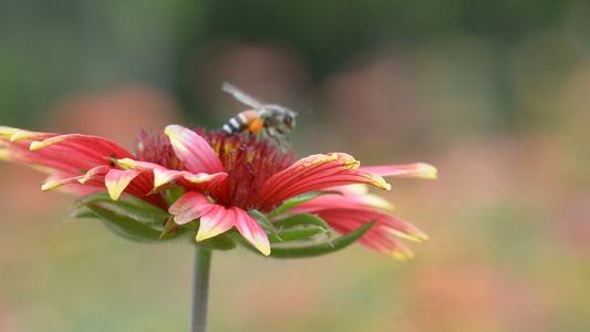 蜜蜂吃花粉视频