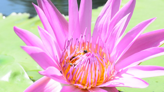 蜜蜂对莲水视频