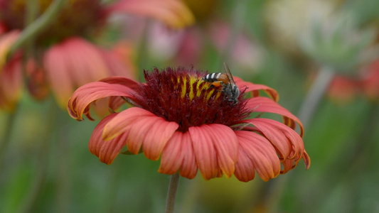 蜜蜂吃花粉视频