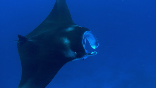 在喂食浮游生物的同时闭合一条曼塔射线视频