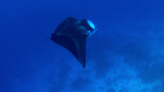 在喂食浮游生物的同时闭合一条曼塔射线视频