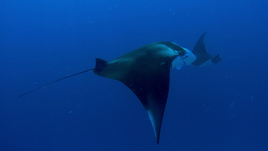 在喂食浮游生物的同时闭合一条曼塔射线视频