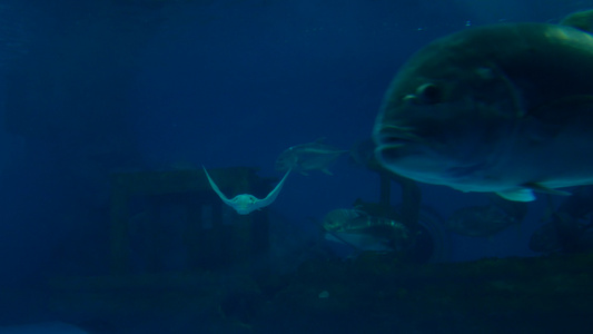 4k在大型水族馆内用巨鱼与巨鱼进行曼塔射线游泳视频