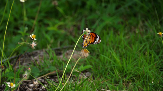 皇帝蝴蝶在花朵上视频
