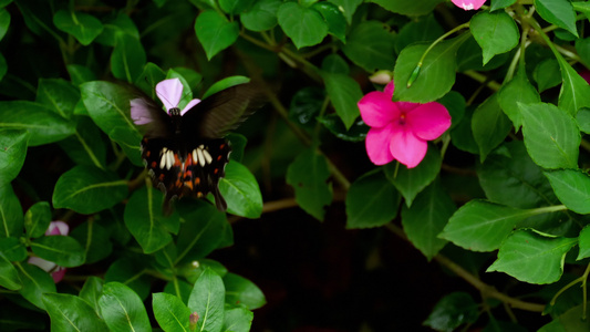 花朵上的普通蝴蝶视频