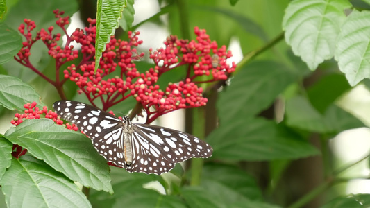 热带异国情调的蝴蝶在丛林雨林中坐在绿叶上宏观特写春天视频