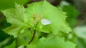 小白蝴蝶躺在绿叶上21秒视频