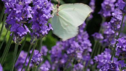紫花上美丽的白蝴蝶视频