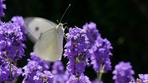 紫花上美丽的白蝴蝶42秒视频