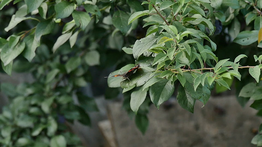 在树叶上的蝴蝶缓慢的动作视频