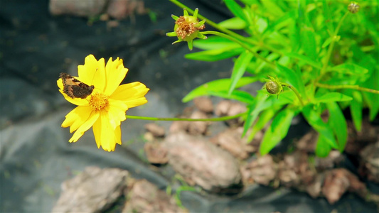 蝴蝶从黄花中收集花粉视频